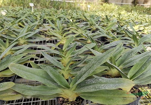 绿意藏珍 黔西南州绿缘公司建成兜兰国家花卉种质资源库