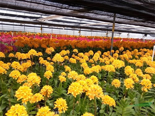 黔西南州绿缘公司 打造兜兰国家花卉种质资源库，守护珍稀花卉种子