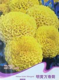 赤峰赛诺园艺 花卉种子的品质与创新之路