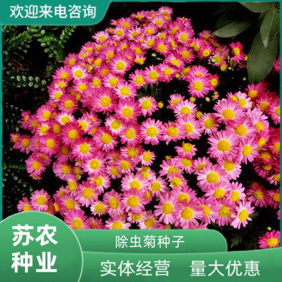 袋装除虫菊花种子——四季可栽培的驱蚊盆栽选择