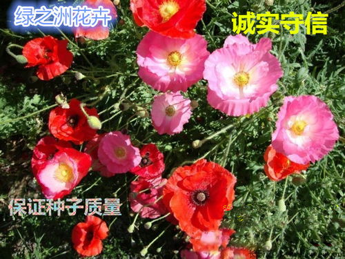 冰岛虞美人种子种植指南 从播种到开花的全过程