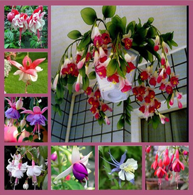 倒挂金钟 灯笼海棠与吊钟花的魅力及种植指南