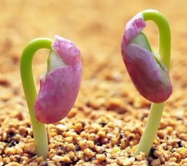 什么样的花卉种子才是优良品种