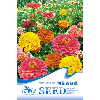 百日草 阳台绿化的理想之选