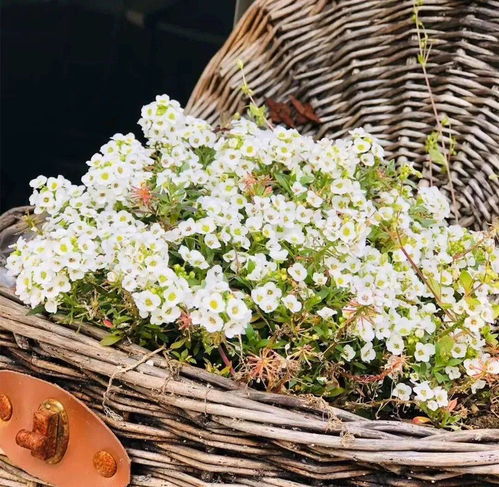 北京现代种业博览会通州开幕 探索农业科技，周边休闲好去处