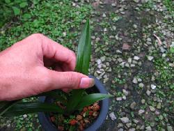 新品中矮种花卉种子 未开过花的园艺新宠