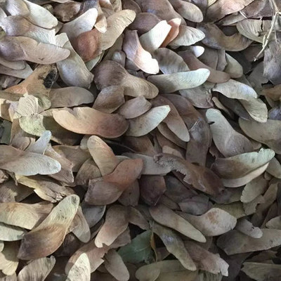 东北五角枫种子价格与花卉种子选购指南