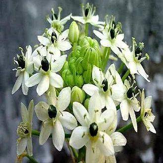 郁金香与洋水仙的亲缘秘密 种球花卉家族不为人知的故事