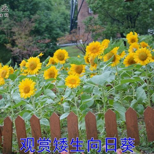 多品种向日葵种子的魅力 从观赏到实用的完美融合