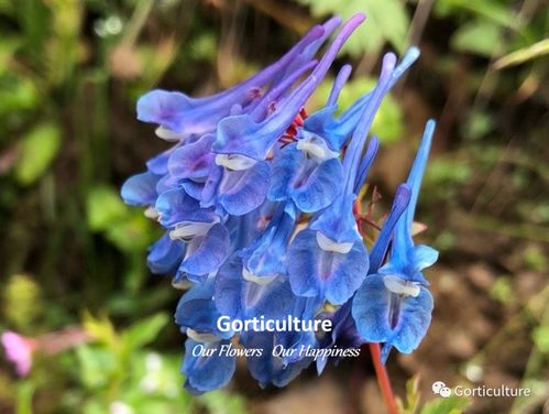 你没听说过的花卉种子 隐藏在大自然中的奇妙宝藏