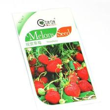 草娃娃牌观赏草莓种子 种植乐趣与装饰美感兼具