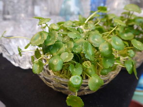 花卉52种 从种子开始认识那些令人心动的植物