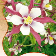 花卉种子原装产业链解析