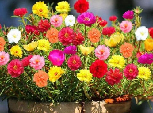 春天播种太阳花，花开勤快又迷人，好养易活的花卉种子