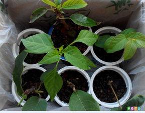 喜欢什么花就自己动手——插扦播种育苗入门指南