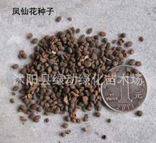 草花花卉种子图片与选购指南