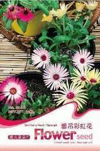 垂吊植物种子免运费 打造空中花园的便捷选择