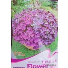 红花酢浆草种子 种植指南与产品选购全攻略