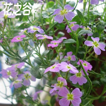 盆栽种子超值精选 七里香等香草花卉种子，2元6种，0粒10元变400粒