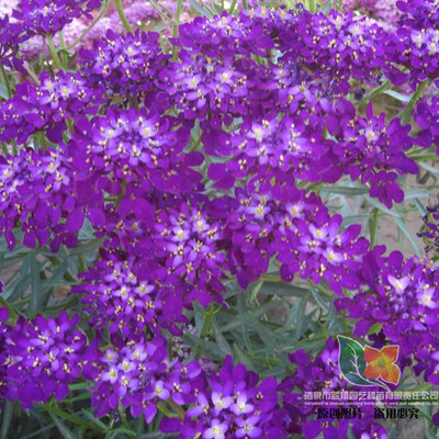 庭院添彩新选择 厂家直销紫红色蜂室花种子，打造优质景观绿植