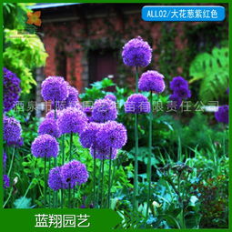 葱茏花境，源自良种——专业供应各类花葱及花卉种子