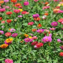 2019年花卉种子种苗市场行情 价格分析、报价渠道与批发指南