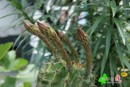 花种艺术长廊 Discuz赋能的花卉播种与美育新空间