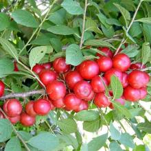 2020年花卉种子种苗市场价格分析与批发渠道推荐——种子网选购指南