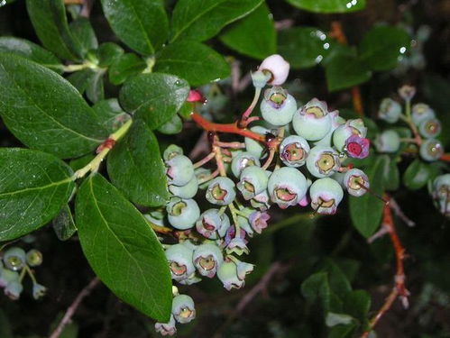 秋冬养花，病害无忧 两种杀菌剂护您花卉健康
