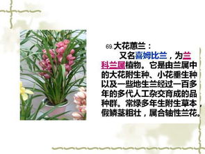 100种室内常见植物养护环境大全