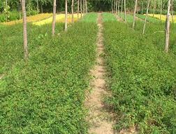辽宁省开原市绿野苗木花卉种子公司产品展示——精选花卉种子，装点多彩生活