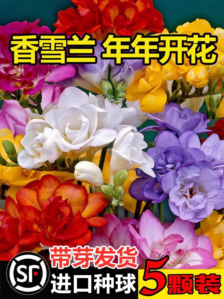 进口重瓣香雪兰 四季绽放的芬芳与养护之道