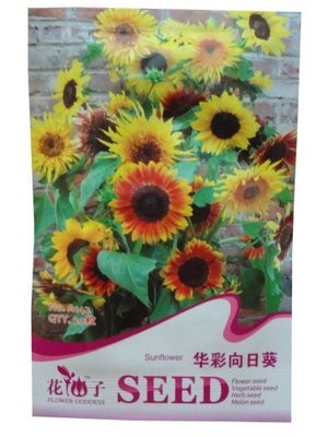 春日园艺之选 锦萱花仙子系列·花园华彩向日葵种子种植全指南