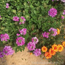 批发零售加拿大美女樱花卉种子 观赏性与高发芽率的完美结合