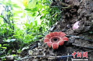 版纳植物园首获寄生花种子，成为全球第二个成功保育稀有植物的园地