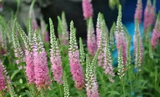 毕业季，让花海在行囊中启程