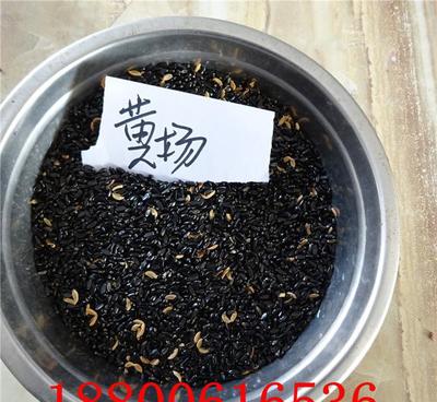 全新花卉种子 黄杨种子 小叶黄杨种子 瓜子黄杨种子批发 保证