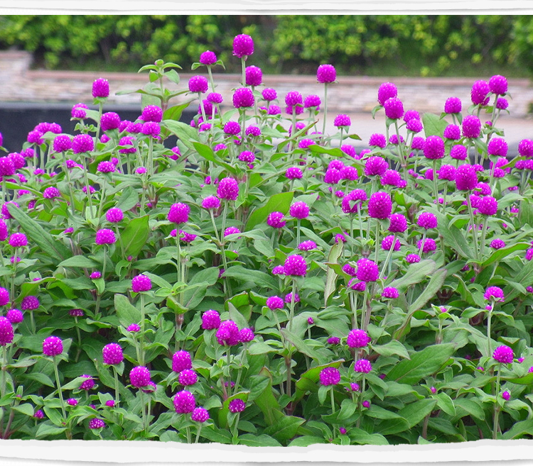 【千日红 花卉种子春秋冬播室内盆栽植物 庭院绿化 花草花.