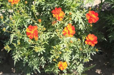 【供应硫华菊种子】价格,厂家,花卉种子种苗