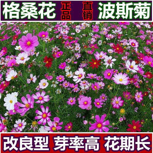 多年生花籽室外低矮花卉种子四季开花五彩石竹种子庭院花种籽花草
