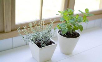 家里养绿植的风水禁忌