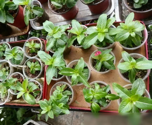 6种漂亮花,夏天好扦插,热了生根快,30天就开花,适合急性子养