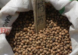 出售花卉种子 芍药种子_世界工厂网中国产品信息库