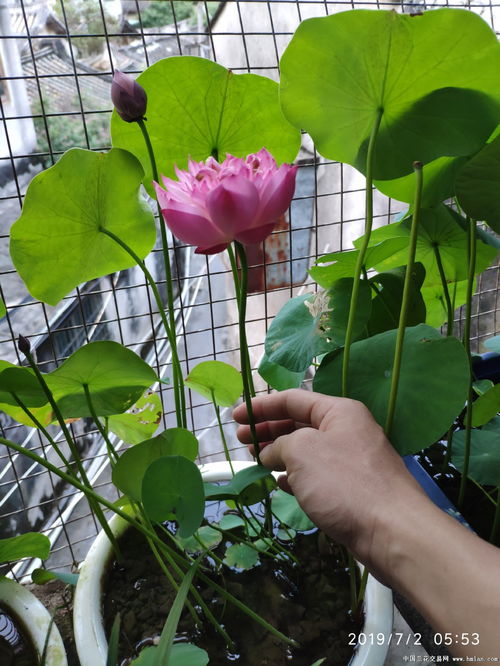 清香雅致 碗莲种莲的魅力与栽培