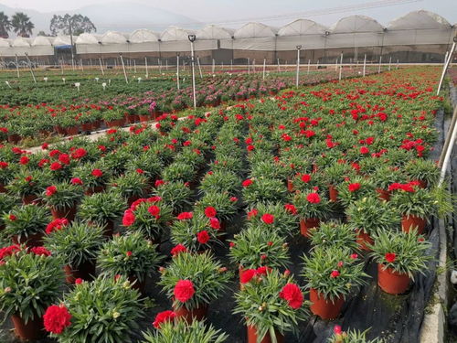 高明迎春花市将至，花卉种子与含苞待放的春色