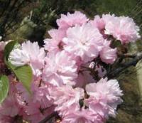 中天农产品贸易商行 花卉种子的专业供应商