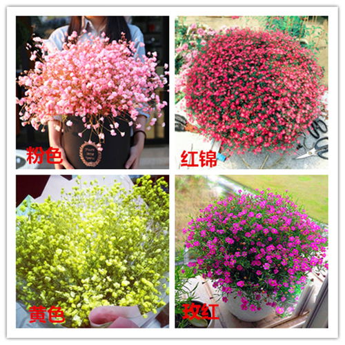 四季满天星 买一送一的绿色净化卫士