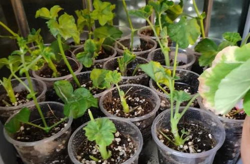 20种常见花的扦插方法 超干货养花技巧分享