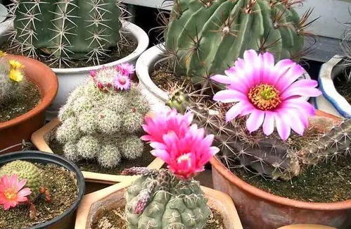 懒人福音 三种30天仅需浇水一次的易养花卉