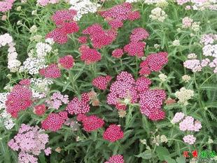 超惊喜！花卉种子批发，超低价助您打造梦幻花园